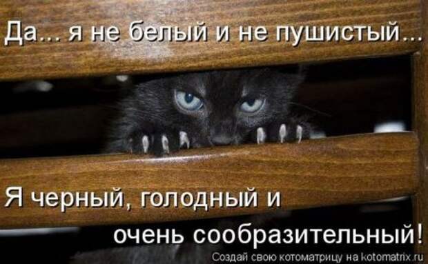 котоматрица свежак