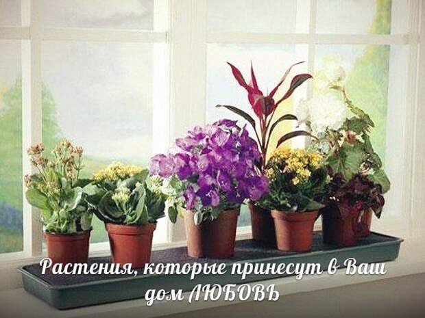 10 растений, которые принесут в Ваш дом любовь 10 растений, которые принесут в Ваш дом любовь