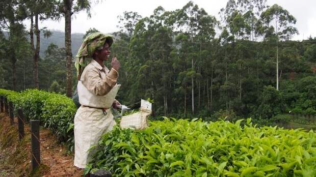 Эксперт: при помощи РФ Африка может стать лидером по производству кофе