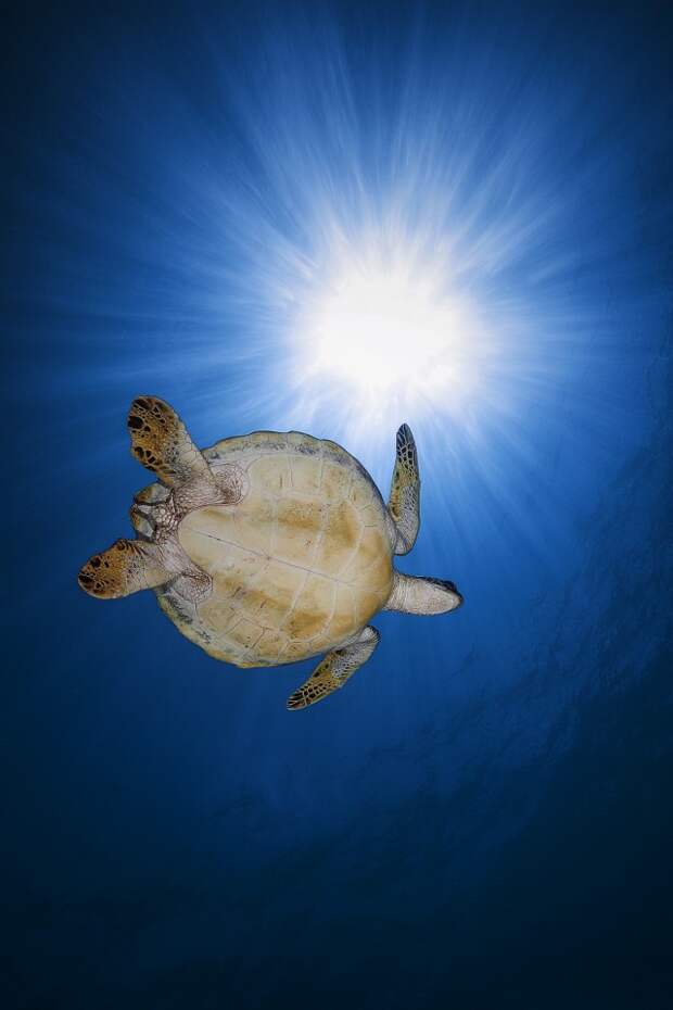 Tortue verte