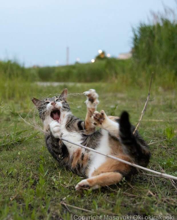 Мир озорных уличных котов в объективе японского фотографа