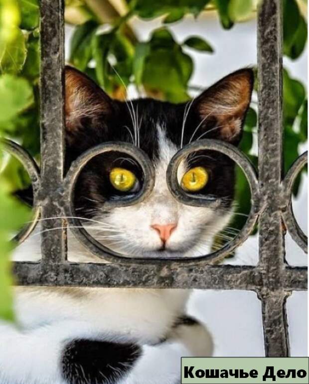 12 уморительных котиков, которых сфотографировали в нужный момент