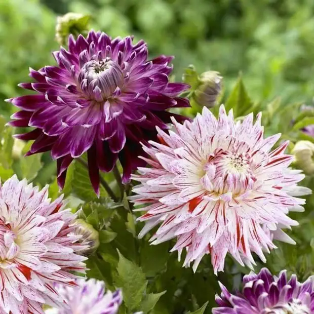 13 многолетних растений, которые способны цвести все лето и кусочек осени
