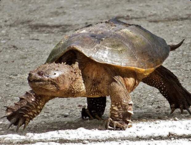 А ещё, в отличие от всех своих родственниц, каймановая черепаха шустро передвигается по суше! 