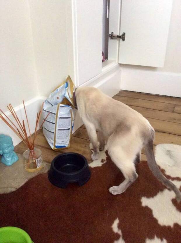 Прикольные коты вечно что-то воруют фото Прикольные коты вечно что-то воруют фото