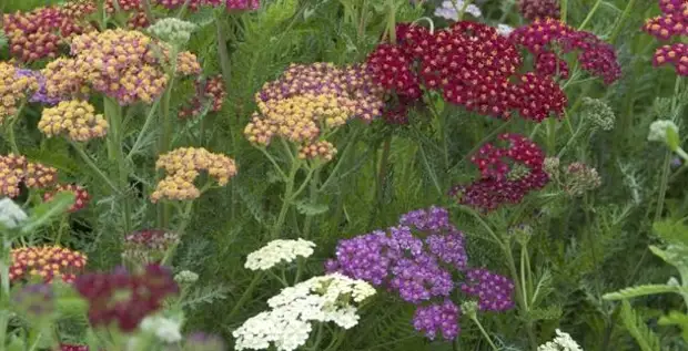 2 цветковых растения, которые отлично "приживаются" в жарком климате