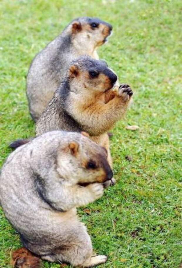 Это не только ценный мех (7 фото)