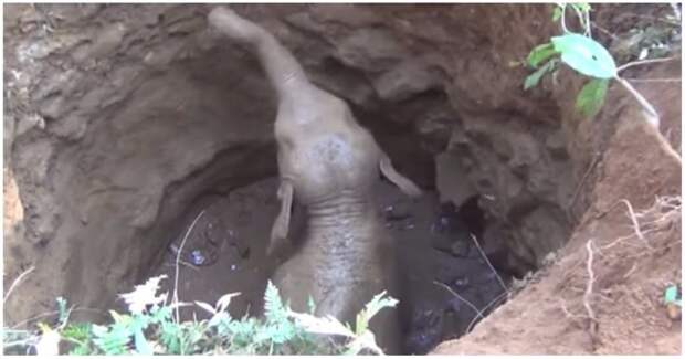 Спасение слонёнка, провалившегося в колодец в мире, видео, животные, индия, слон, слонёнок, спасение, удивительно