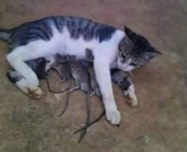 Кошка и мыши Абсурдные кадры, которые собьют с толку любого