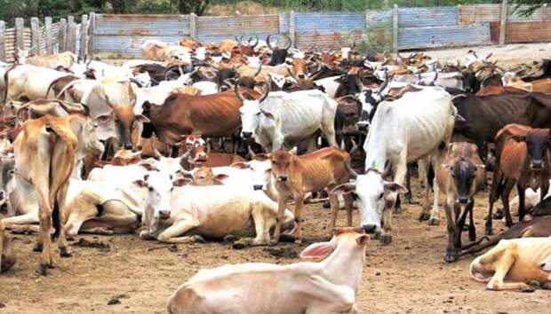 Те крестьяне, которые не хотели отдавать колхозам свой скот, убивали животных. /Фото:malayaleevision.com Те крестьяне, которые не хотели отдавать колхозам свой скот, убивали животных. /Фото:malayaleevision.com