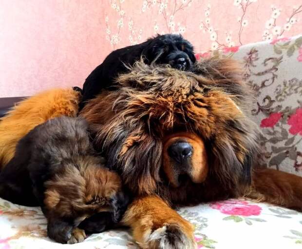 20+ фотографий тибетских мастифов, из которых понятно, почему это самая дорогая собака в мире