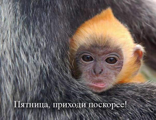Забавная живность :) (35фото)