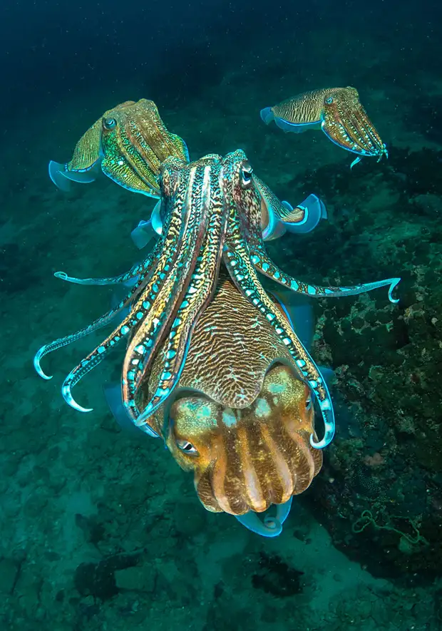 30 ����������� ��������� ������� �������� OCEAN ART 2019 (36 ������ ���������� ����)