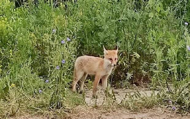 В Рязанской области лисы разоряют хозяйства