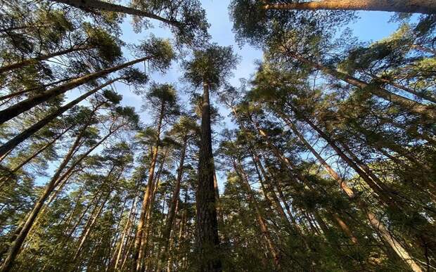 Юрий Маркин покинул пост директора Окского заповедника