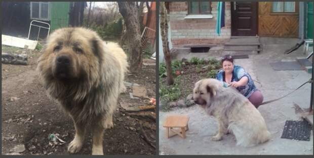 В Воронеже зоозащитники спасли кавказскую овчарку от усыпления и нашли ей новый дом