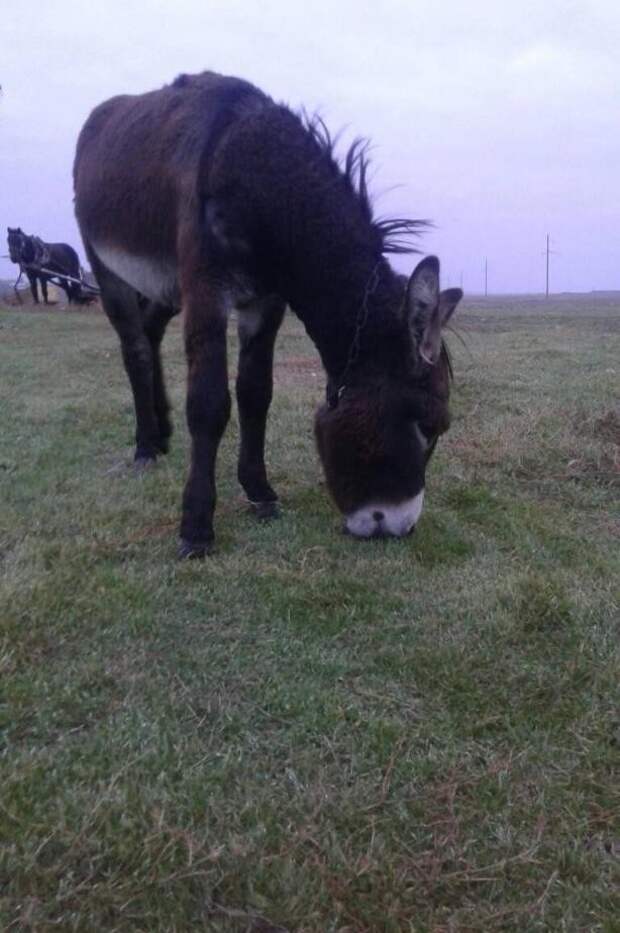 Осел и кобыла 3 букв. Кобылица х осел = мул. Хромосомы лошади и осла. Зад ослицы. Осел азербайджан.