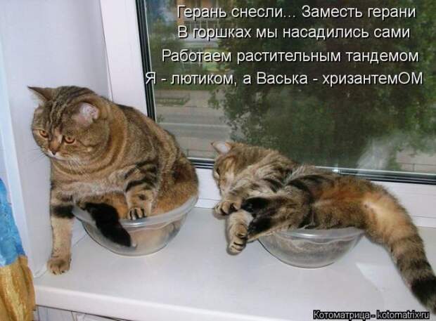Лучшие котоматрицы недели Лучшие котоматрицы недели