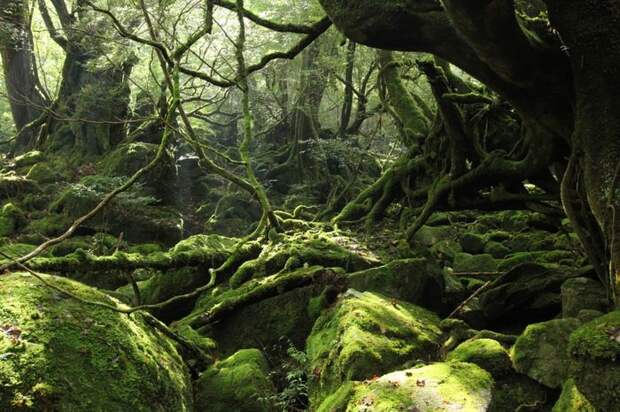 Сказочные леса острова Якусима (12 фото)