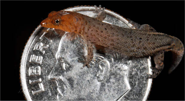 Карликовый геккон (Sphaerodactylus ariasae), фото рептилии картинка