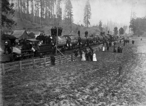 Как в XIX веке американцы едва не уничтожили самое древнее дерево в мире