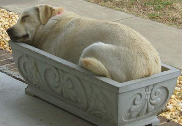dog-in-flowerbed.img_assist_custom