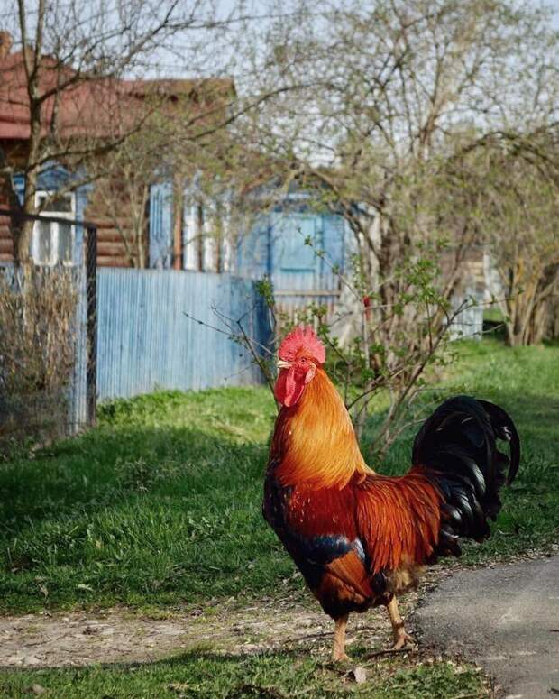 25 фотографий русской деревни, которые вернут вас в детство деревня, детство, ностальгия, русская деревня