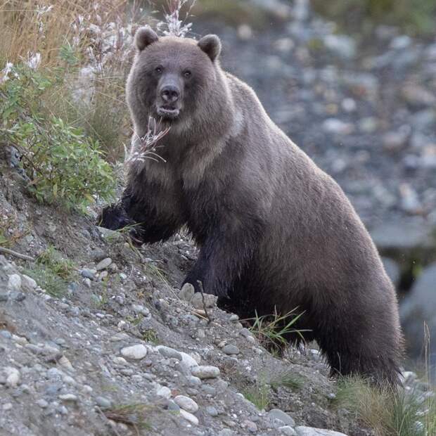 Да, я медведь и я живу на Аляске, передаю привет медведям России аляска, жизнь, лось, медведь, путешествие, сова