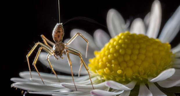 a spider in a tiptoe stance getting ready to take flight