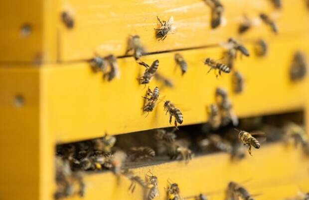В России погибла половина популяции домашних пчел