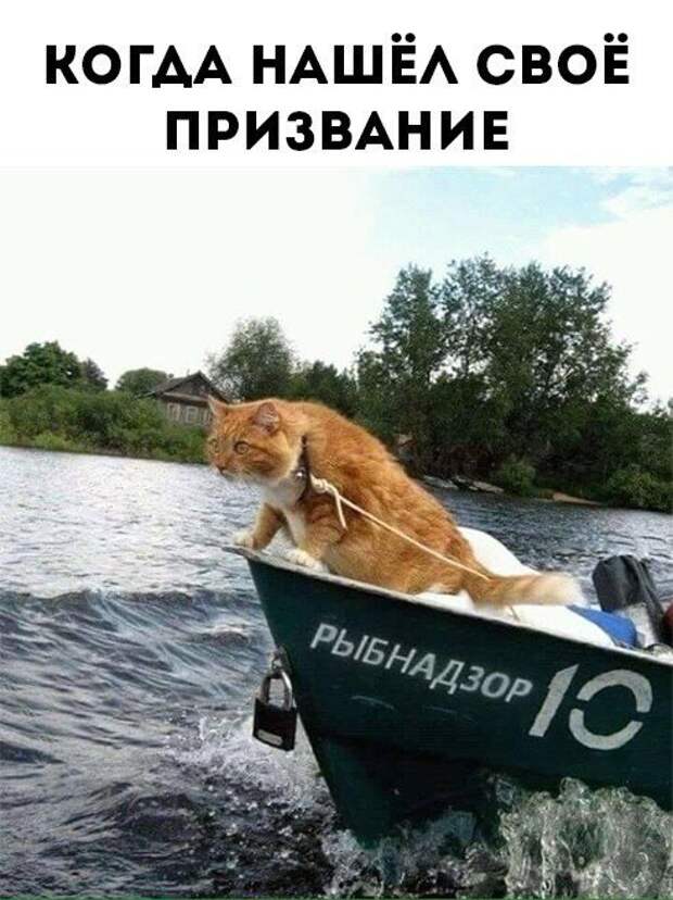 Мемы и приколы в картинках