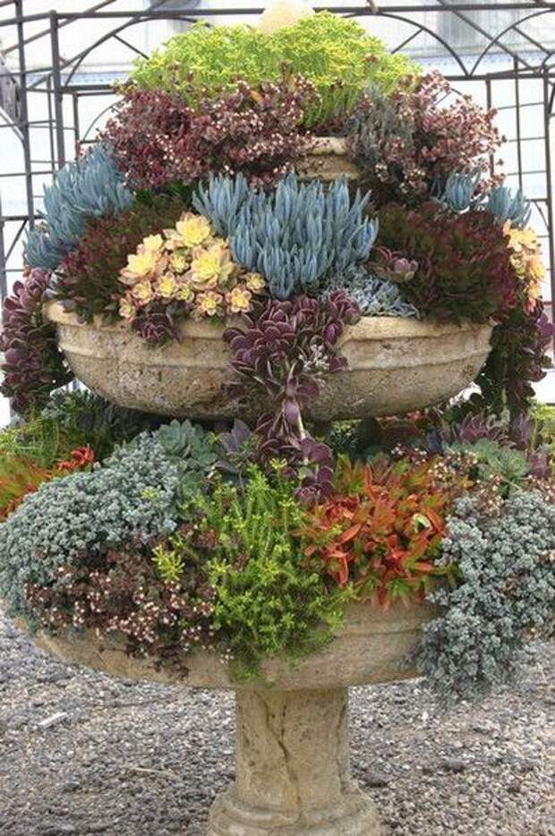 Succulent!