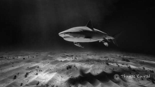 Страшные и прекрасные акулы - 22 фотографии