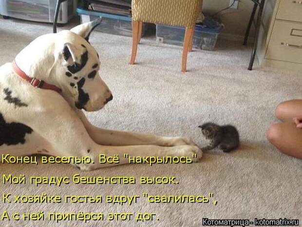 Лучшие котоматрицы недели (50 фото)