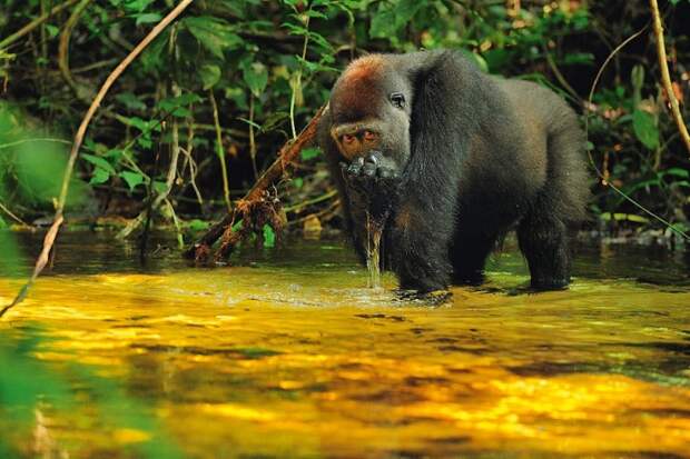 Западные гориллы целый день добывают себе пропитание. Они обитают в Камеруне, Габуне и Центральноафриканской Республике и находятся под угрозой