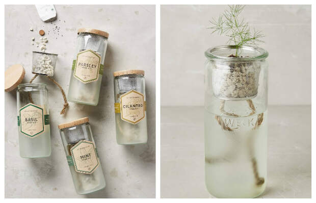Сад в бутылке от Modern Sprout Сад в бутылке от Modern Sprout