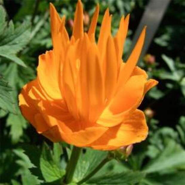 Купальница китайская (Trollius chinesis Gold Queen)