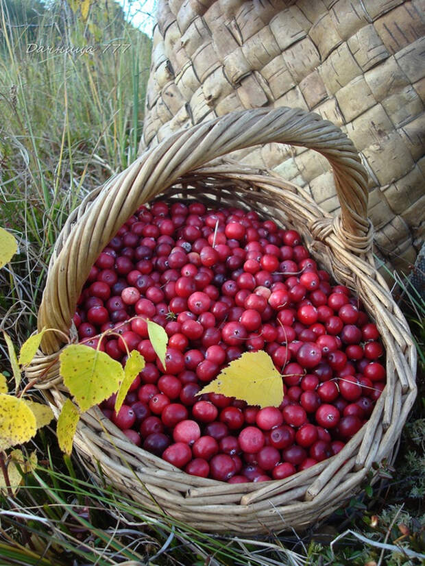 Клюква в лукошке