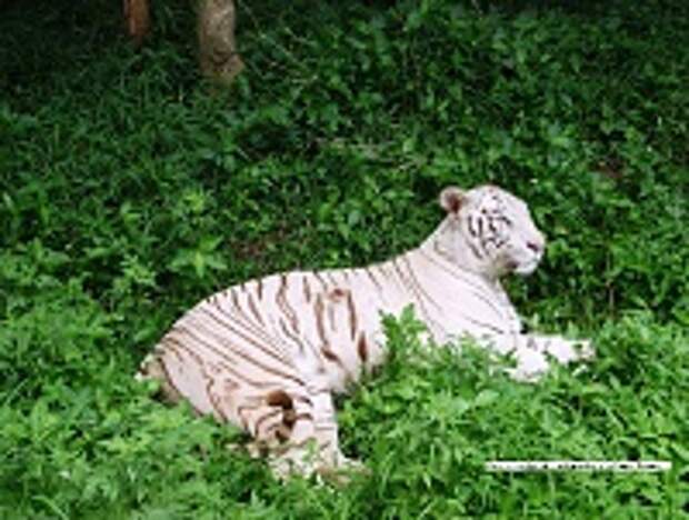 Белые тигры 12