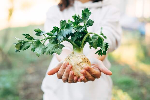 Сельдерей: корневой, листовой, черешковый. Как выращивать в открытом грунте, как правильно ухаживать