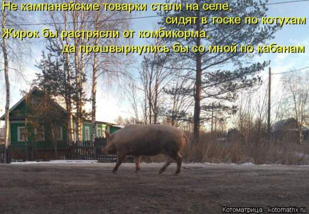 Лучшие котоматрицы недели (50 фото)