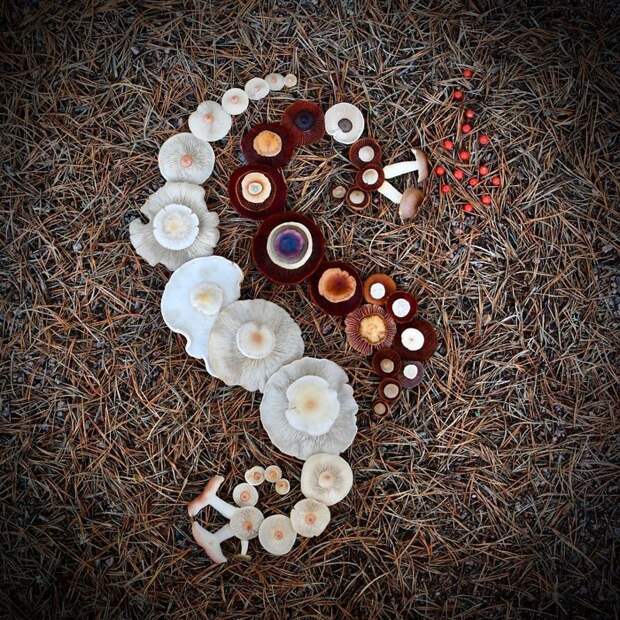 Шедевры природы: Финка создаёт картины из диких грибов грибы, картина, красота, креатив, природа, фантазия