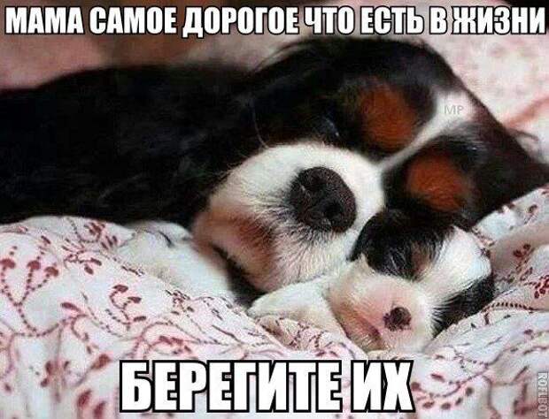 прикол, животные собаки