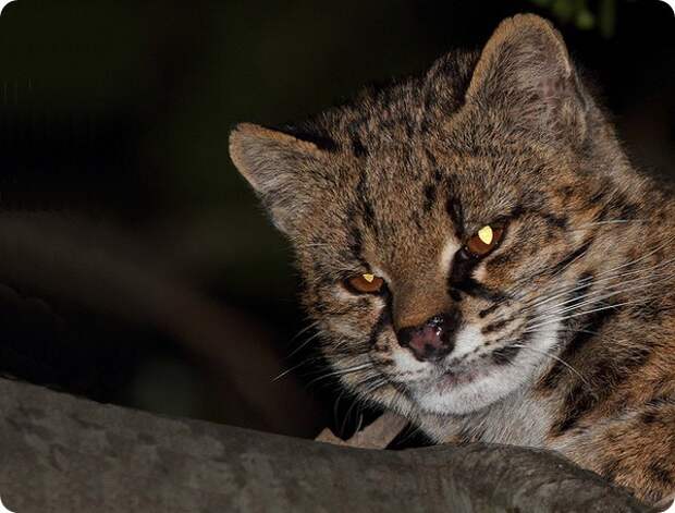 Чилийская кошка (лат. Leopardus guigna)