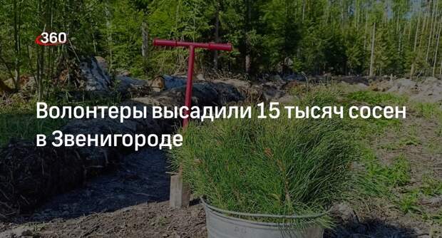 Волонтеры высадили 15 тысяч сосен в Звенигороде