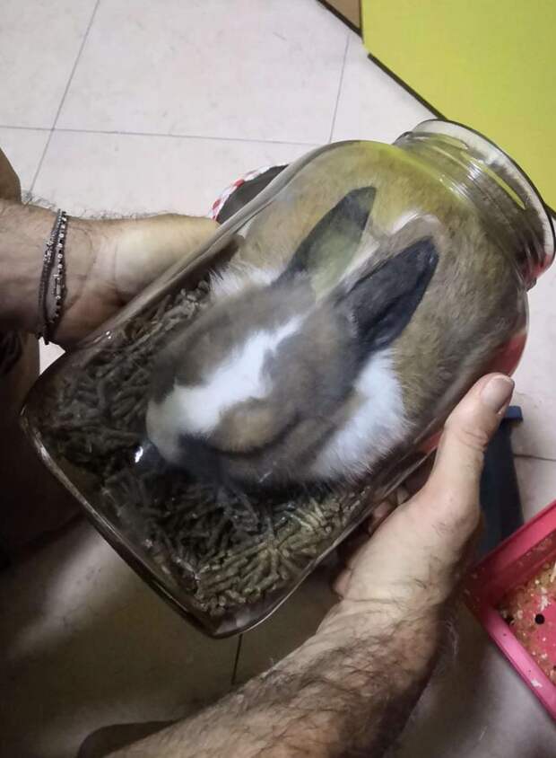 кролик в банке