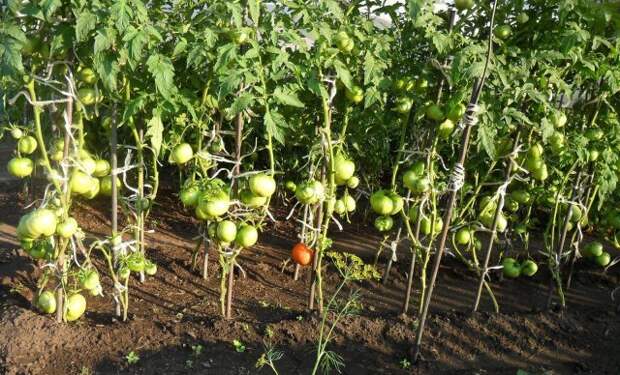 Чем нужно опрыскивать томаты в июне и июле, чтоб сберечь и повысить урожай