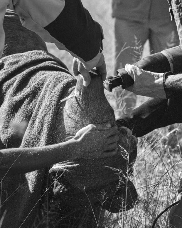 Лучшие фотографии природы от Британского экологического общества