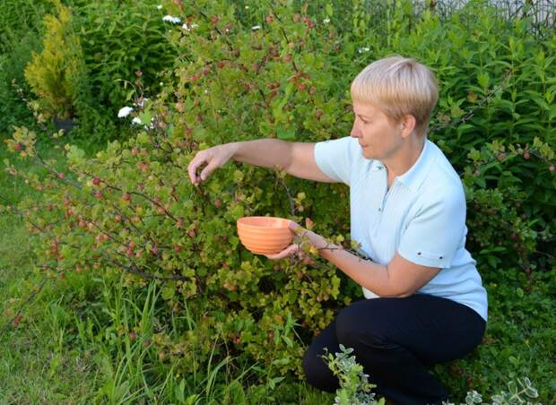 белый налет на ягодах крыжовника