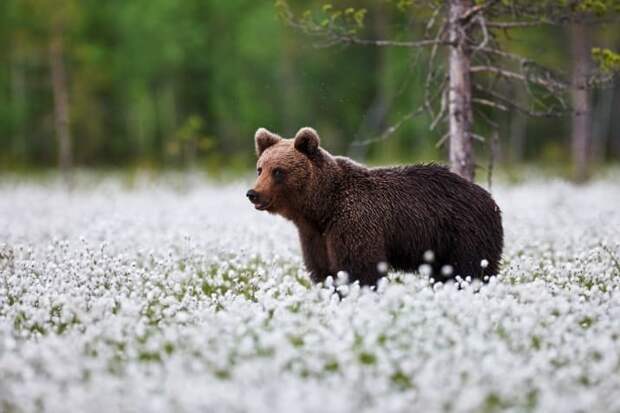 Лесные животные - само очарование! география, интересная страна, красота, куда поехать, независимость, праздник, туризм, финляндия